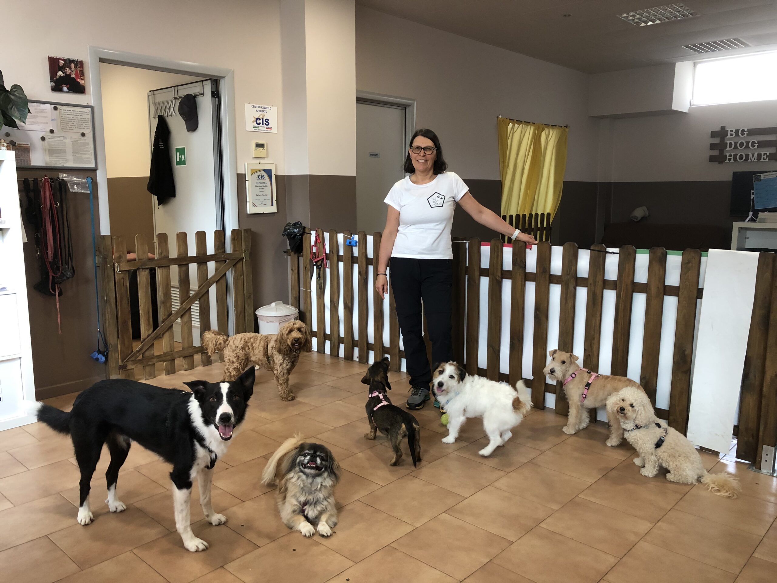 Image for Un cane sereno per una vita felice insieme