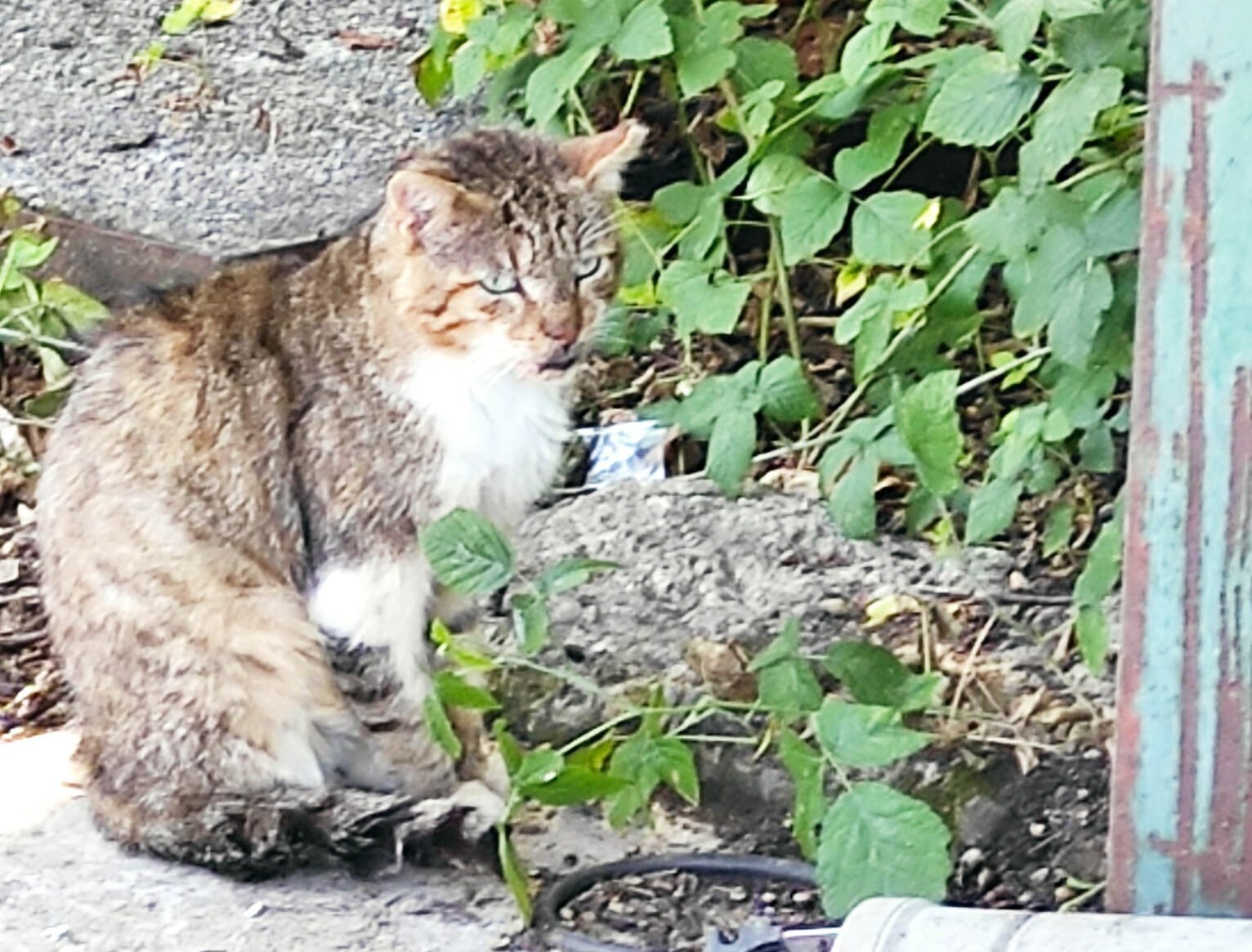 Image for Programma di gestione integrale delle popolazioni feline della media e alta Valle Seriana (BG)