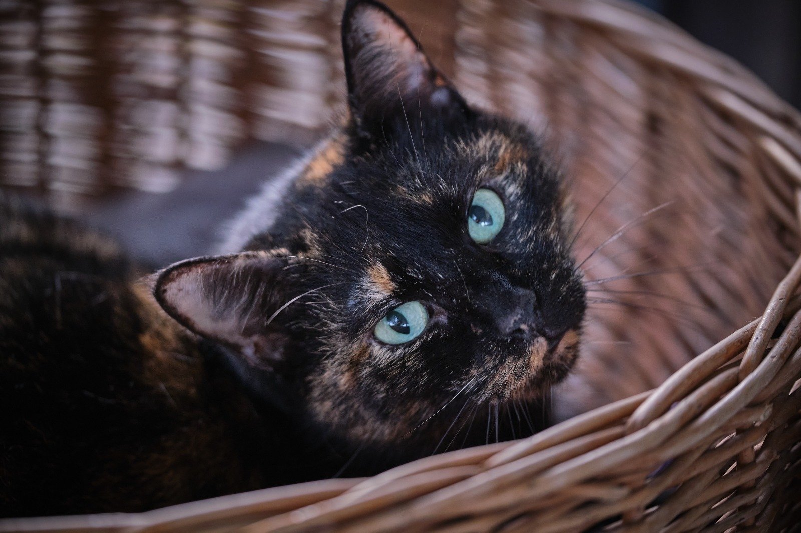 Image for CatLab