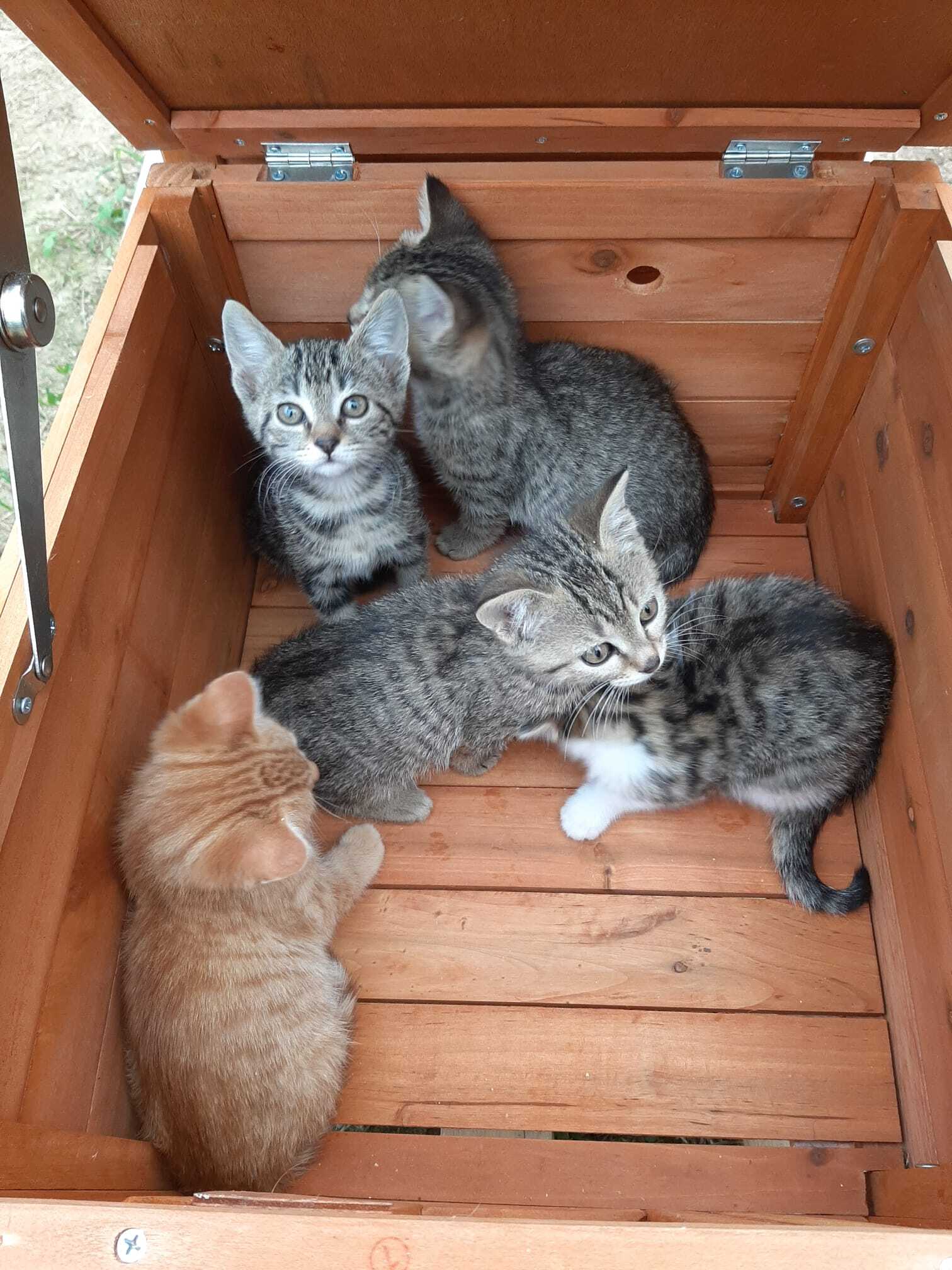 Image for Nursery per mamme gatte e cuccioli