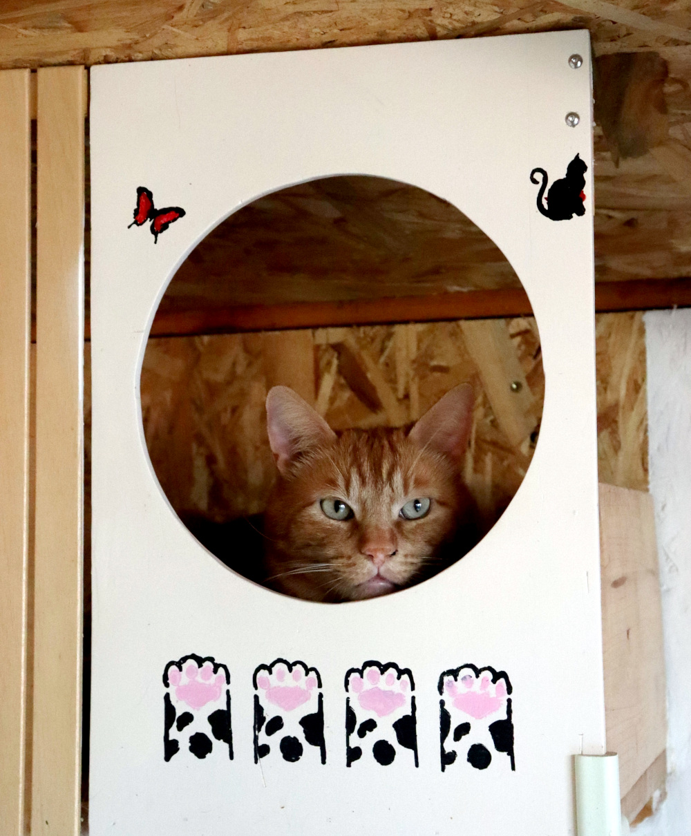 Image for Realizzazione gattile L'AMICOFEDELE