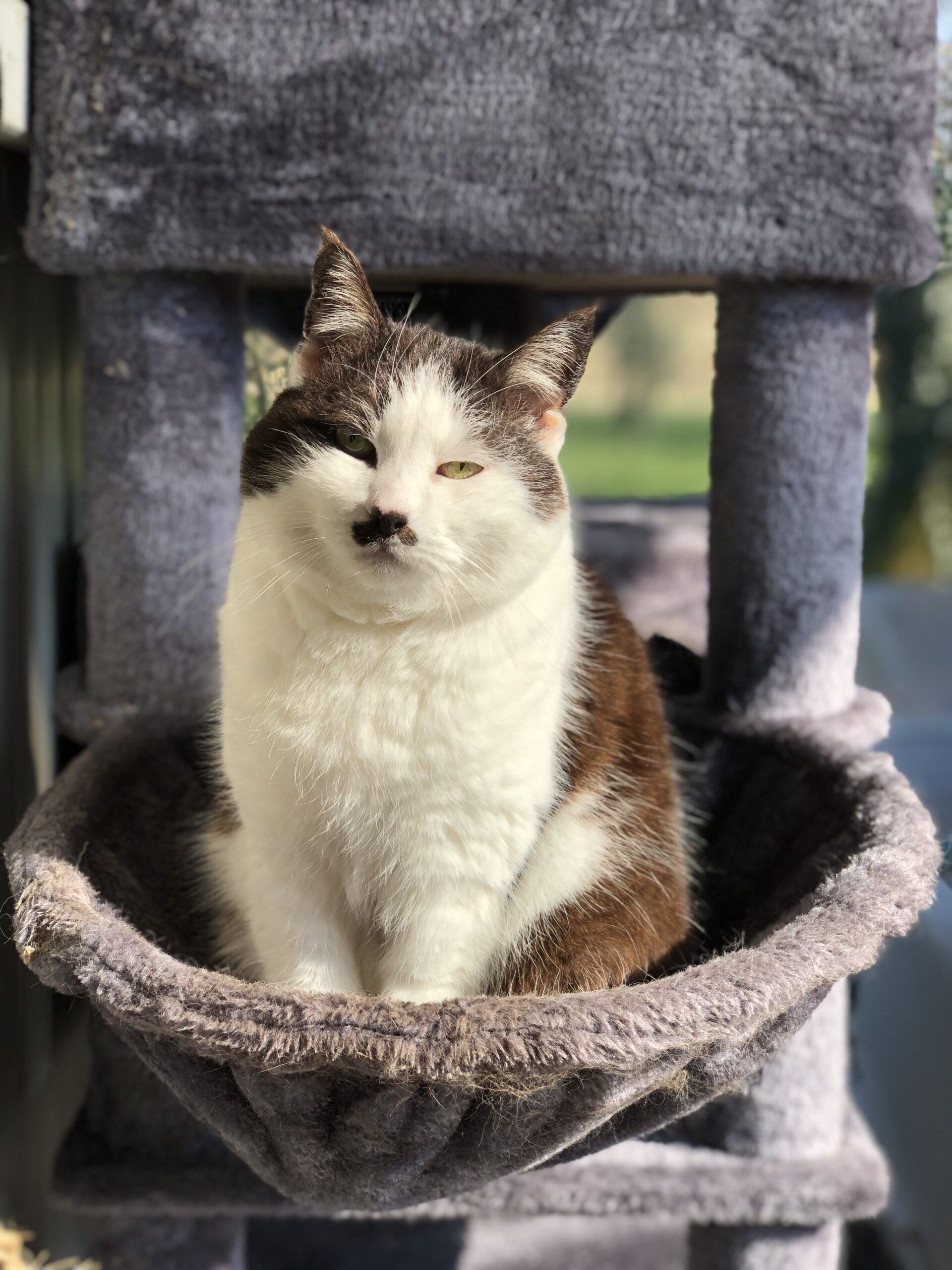 Image for Oasi Felina