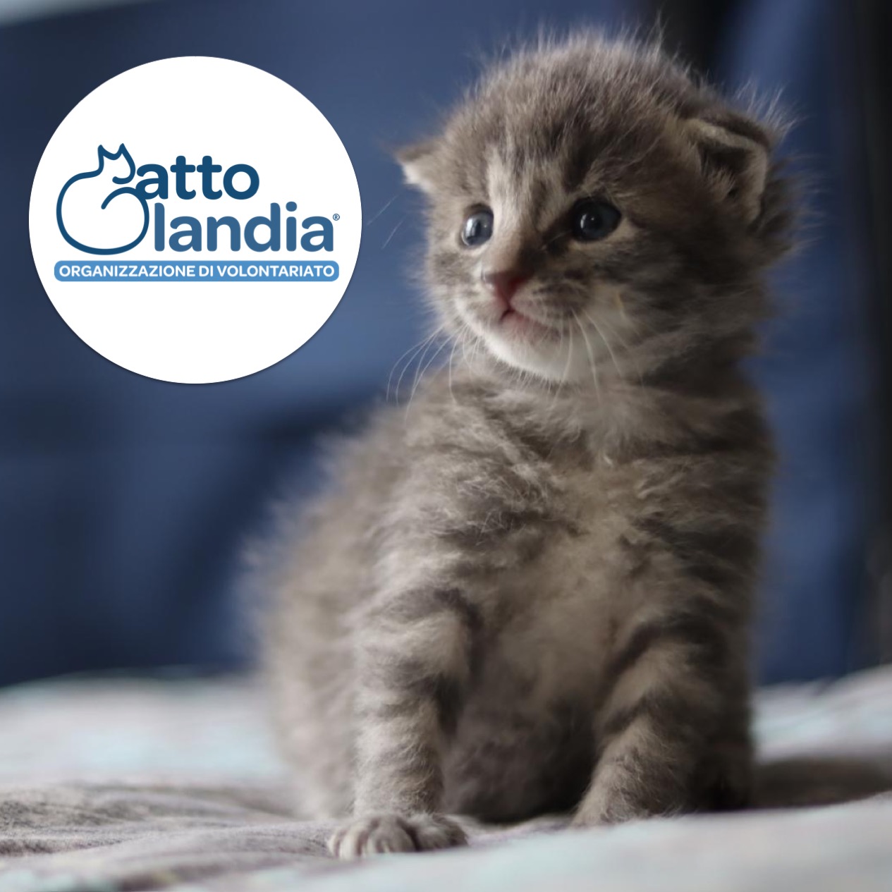Image for Nursery di Gattolandia