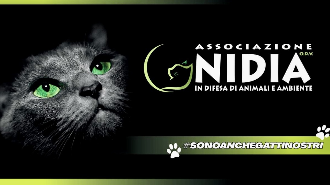 Image for OASI FELINA NIDIA