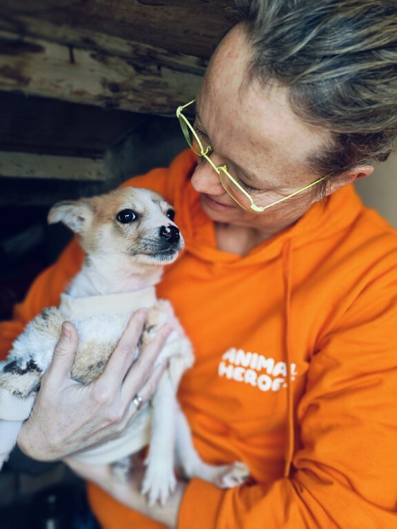 Image for Medische noodhulp voor gewonde dieren op de Westelijke Jordaanoever