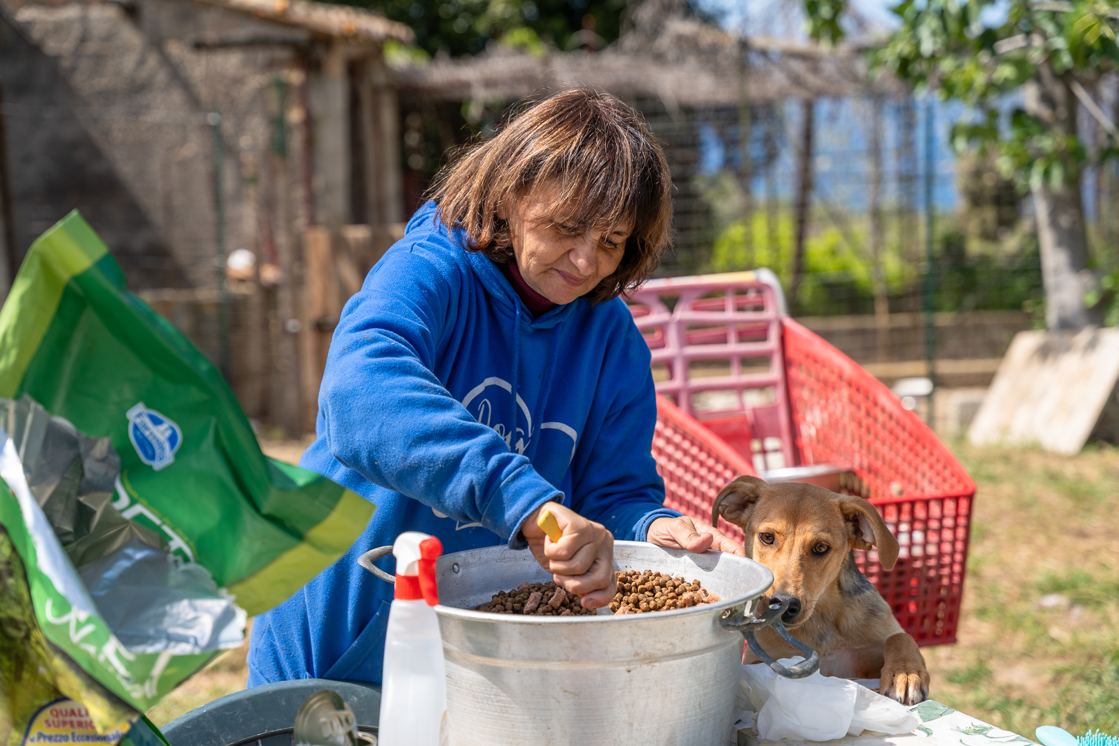 Image for ‘Hondenshelter Briatico’ – Help zwerfhonden in Zuid-Italië aan een toekomst!