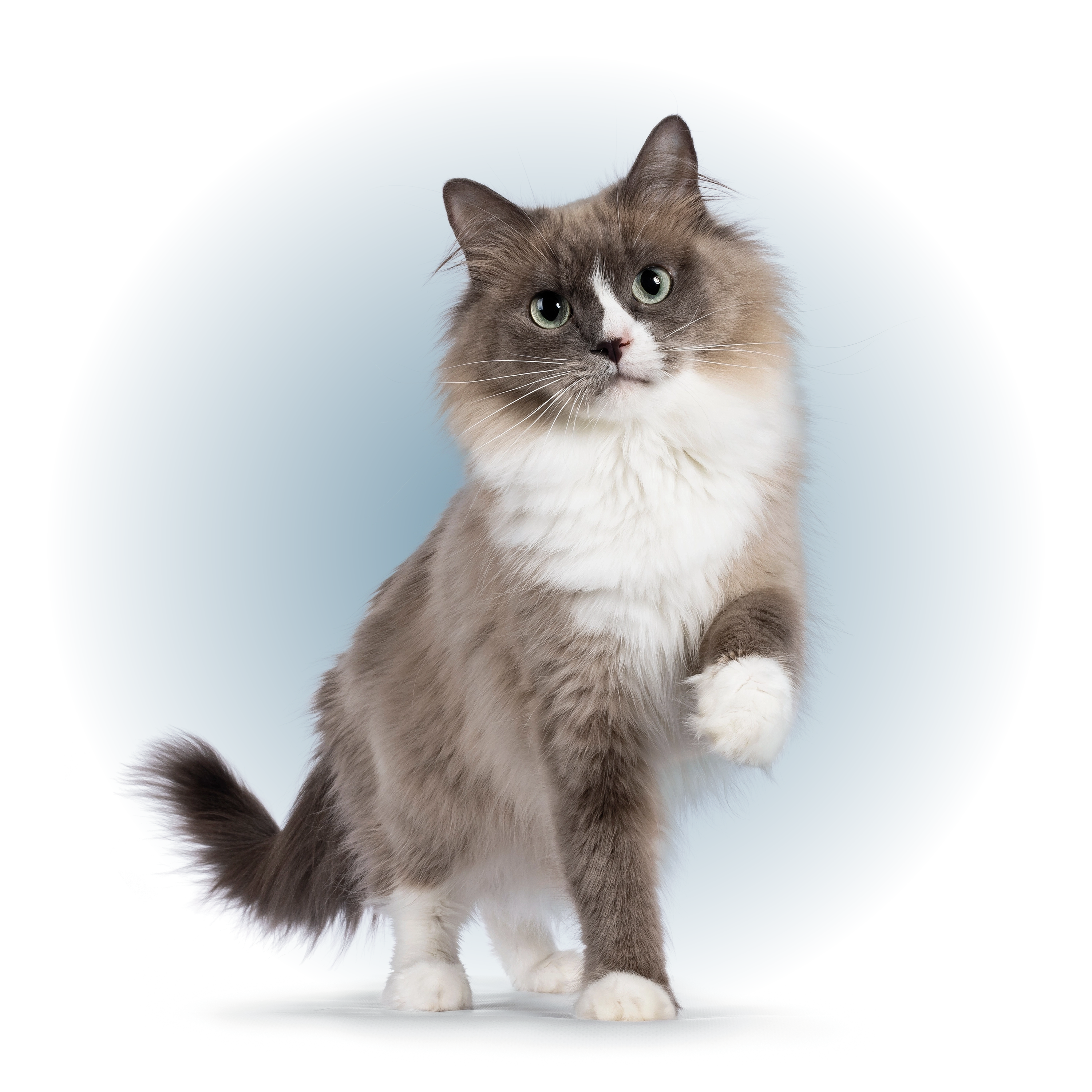 shutterstock_2167654993-1 shutterstock_2167654993-1