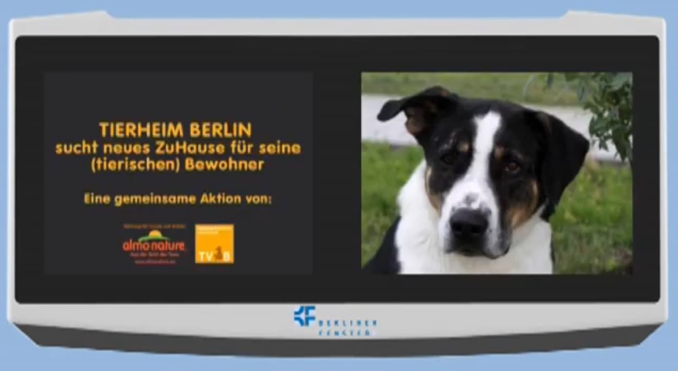 Bernie sucht ein Zuhause