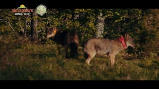 Due cuccioli di lupo tornano in libertà. Questo è JUST FREEDOM - Almo Nature