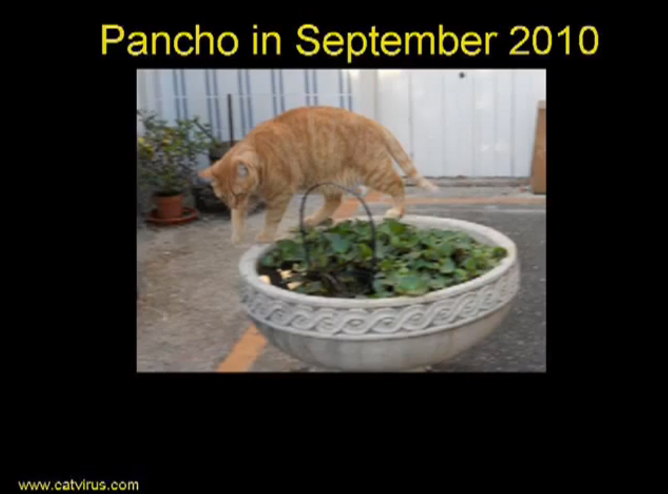 Does Pancho have non-effusive Feline Infectious Peritonitis?