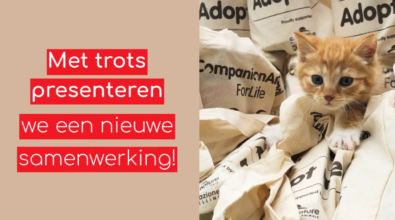 Fondazione Capellino steunt mobiele operatiekamer Stichting Zwerfkatten Nederland.