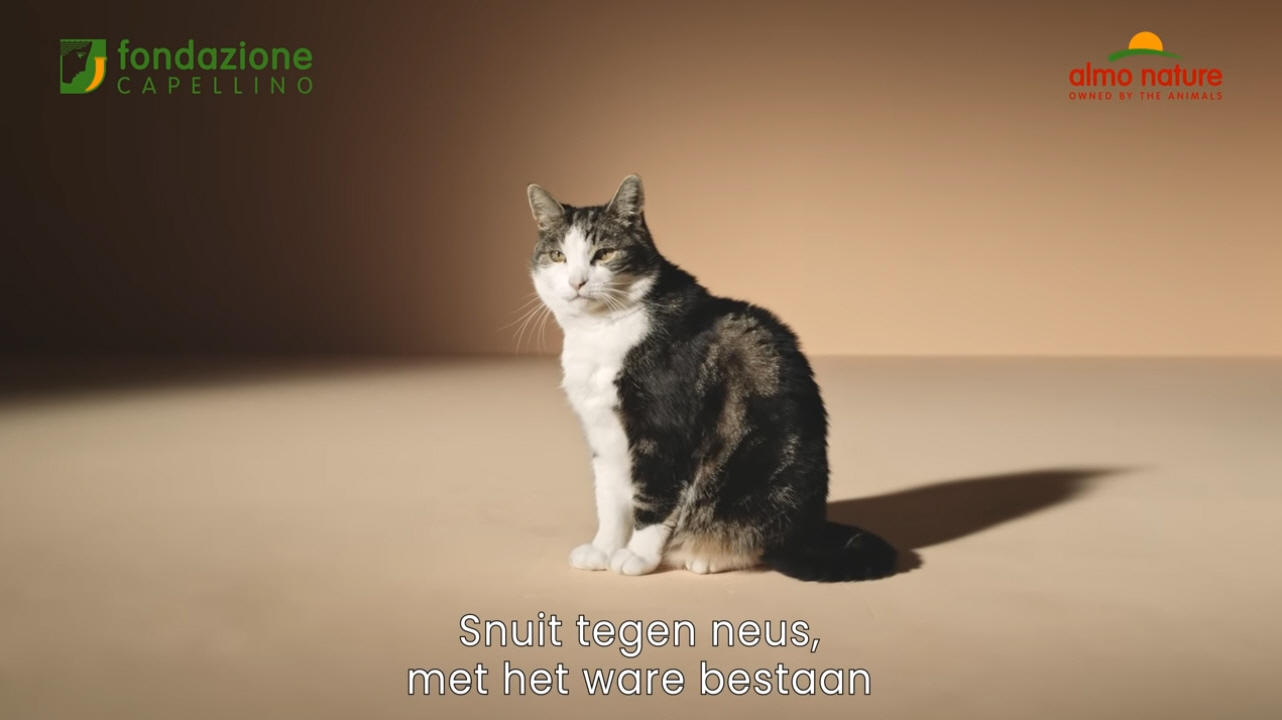 Ik ben een kat, ik hoor in bomen te klimmen